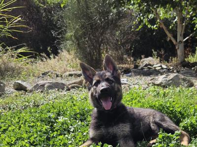 Last two girls, IKC Registered German Shepherd puppies