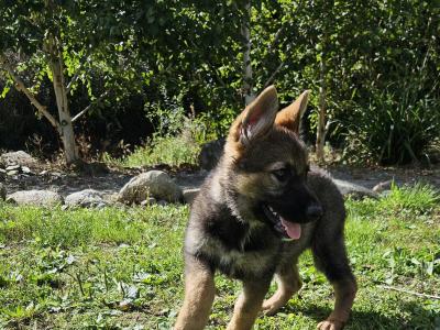 Last two girls, IKC Registered German Shepherd puppies in Wexford