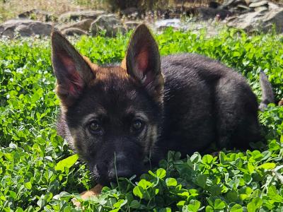 Last two girls, IKC Registered German Shepherd puppies in Wexford
