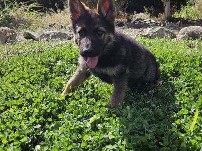 Last two girls, IKC Registered German Shepherd puppies in Wexford