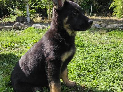 IKC Registered German Shepherd puppies in Wexford - Czechoslovakian & Champion Pedigree