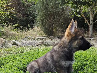 Last two girls, IKC Registered German Shepherd puppies in Wexford