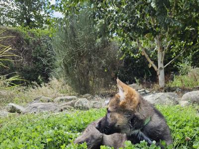 Last two girls, IKC Registered German Shepherd puppies in Wexford