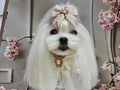 IKC Registered Maltese puppies in Dublin