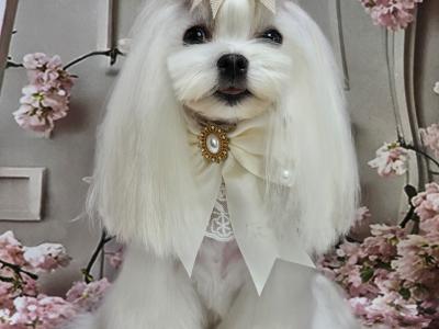 IKC Registered (pending) Maltese puppies in Dublin