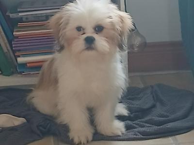 5 month old male Shih Tzu puppy in Donegal