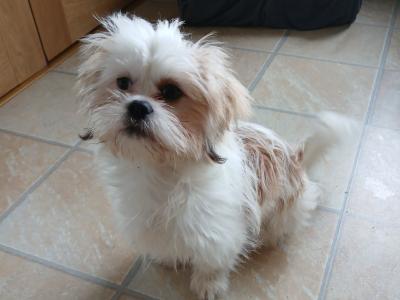 5 month old male Shih Tzu puppy in Donegal