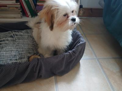 5 month old male Shih Tzu puppy in Donegal