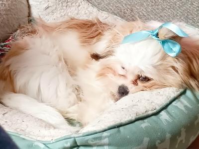 5 month old male Shih Tzu puppy in Donegal