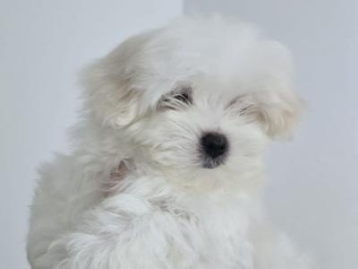 IKC Registered (pending) Maltese puppies in Dublin