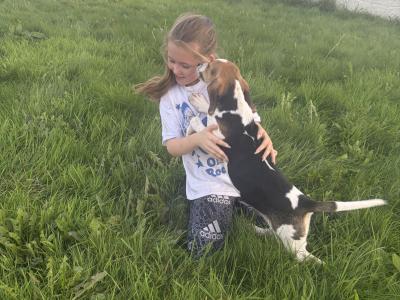 Beagle puppies in Tipperary. Reared with children, very affectionate and playful