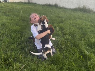 Beagle puppies in Tipperary. Reared with children, very affectionate and playful