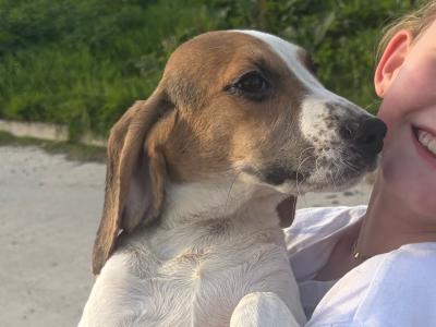 Beagle puppies in Tipperary. Reared with children, very affectionate and playful