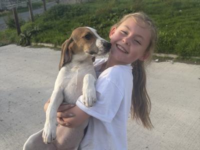 Beagle puppies in Tipperary. Reared with children, very affectionate and playful