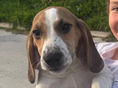 Beagle puppies in Tipperary. Reared with children, very affectionate and playful
