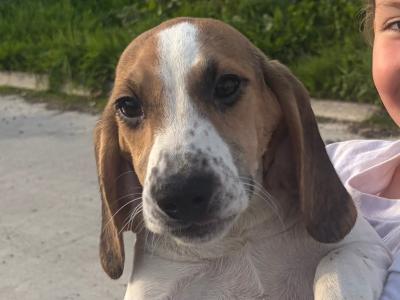 Beagle puppies in Tipperary. Reared with children, very affectionate and playful