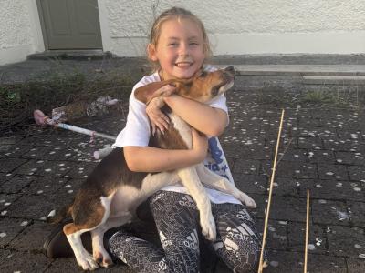 Beagle puppies in Tipperary. Reared with children, very affectionate and playful