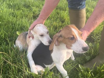 Beagle puppies in Tipperary. Reared with children, very affectionate and playful
