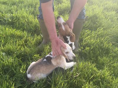 Beagle puppies in Tipperary. Reared with children, very affectionate and playful