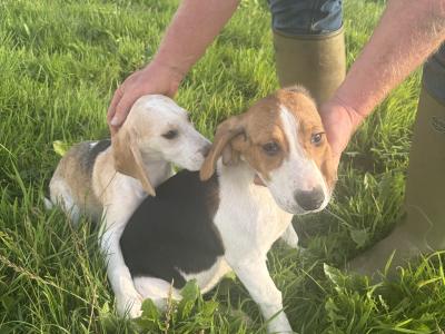 Beagle puppies in Tipperary. Reared with children, very affectionate and playful
