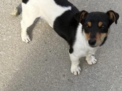 Adorable Jack Russell puppies