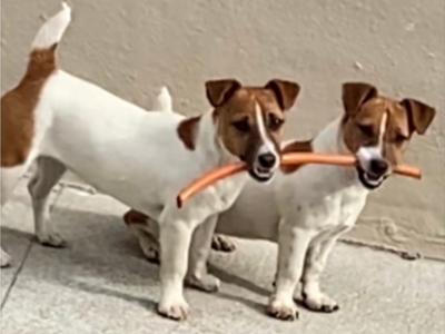 Adorable Jack Russell puppies
