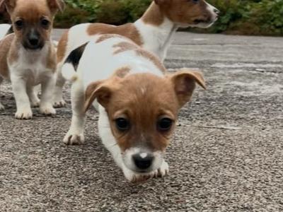 Adorable Jack Russell puppies