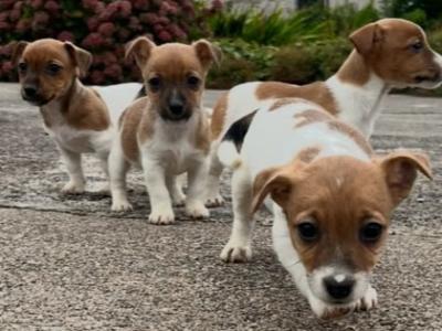Adorable Jack Russell puppies in Leitrim