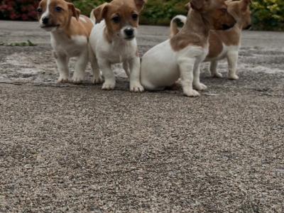 Adorable Jack Russell puppies
