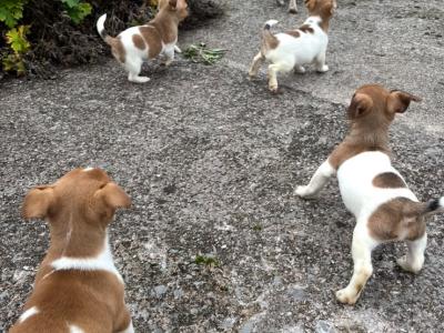 Adorable Jack Russell puppies
