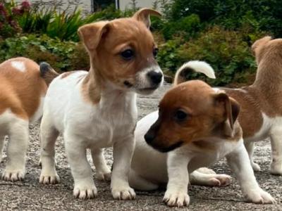 Adorable Jack Russell puppies