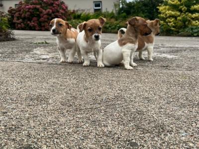 Adorable Jack Russell puppies