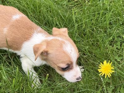 Adorable Jack Russell puppies