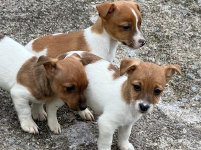 Adorable Jack Russell puppies