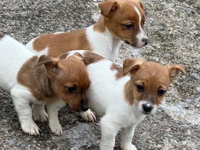 Adorable Jack Russell puppies in Leitrim