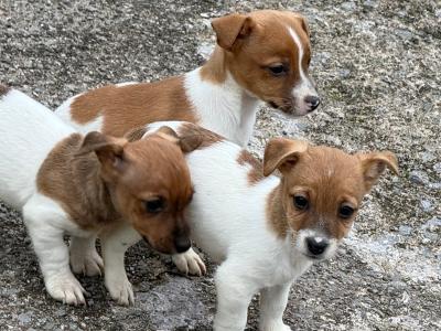 Adorable Jack Russell puppies in Leitrim