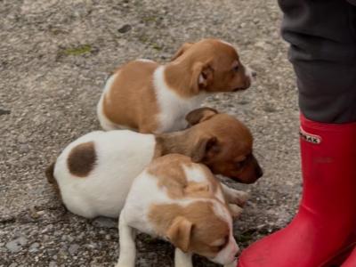 Adorable Jack Russell puppies