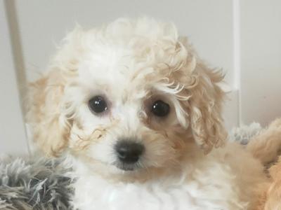 Poochon puppies in Galway