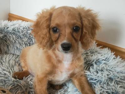 Poochon puppies in Galway