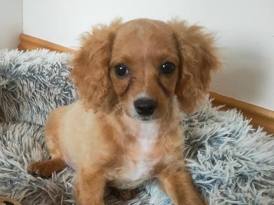 Poochon puppies in Galway