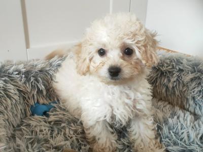 Poochon puppies in Galway