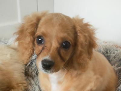 Poochon puppies in Galway
