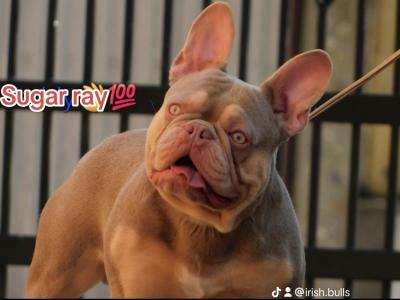 Isabella and tan French Bulldogs studs