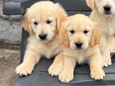 Beautiful IKC Registered (pending) Golden Retriever puppies in Clare