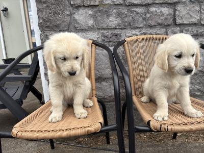 Beautiful IKC Registered (pending) Golden Retriever puppies in Clare