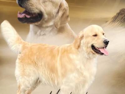 Beautiful IKC Registered (pending) Golden Retriever puppies in Clare