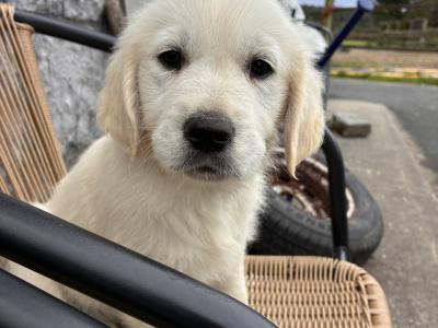 Beautiful IKC Registered (pending) Golden Retriever puppies in Clare