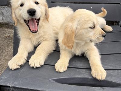 Beautiful IKC Registered (pending) Golden Retriever puppies in Clare