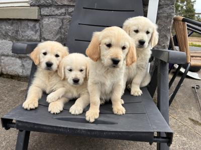 Beautiful IKC Registered (pending) Golden Retriever puppies in Clare