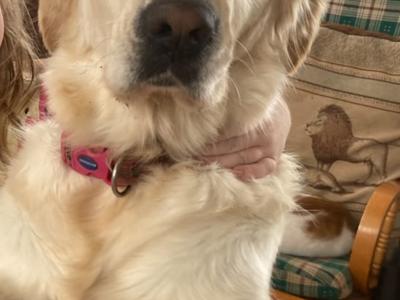 Beautiful IKC Registered (pending) Golden Retriever puppies in Clare
